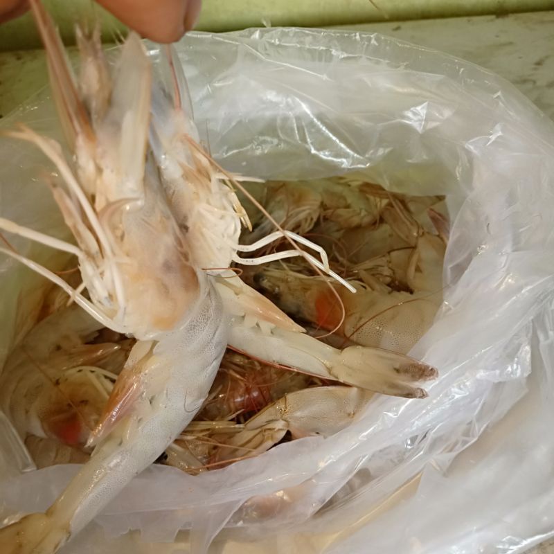 

udang segar fresh1 kg