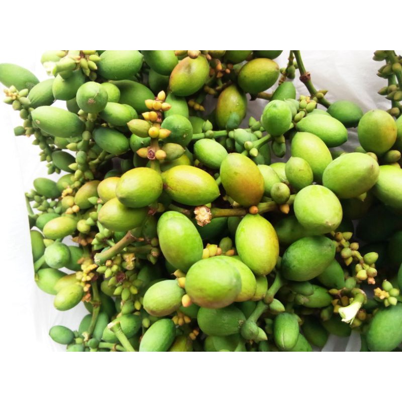 

buah melinjo/Tangkil 500grm