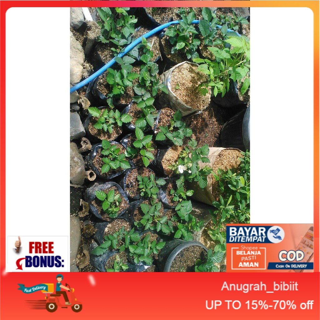 bibit pohon buah Blackberry