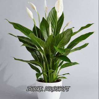 Tanaman Hias Peace Lily - Spatuphilum Hijau - Tanaman Pembersih Udara