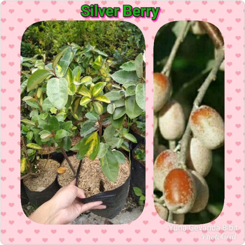 bibit buah silver berry // berry super silver unik