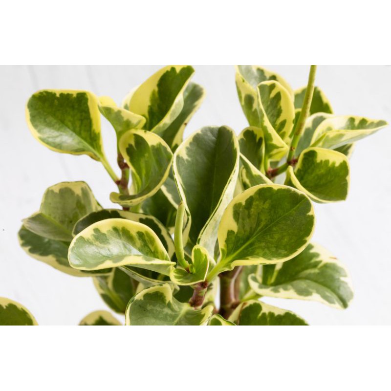 Tanaman hias Peperomia varigata-peperomia varigata