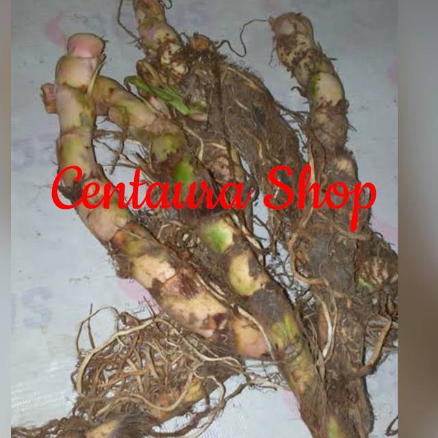 

Akar rimpang Dlingo herbal segar kwalitas super unggul 50gr