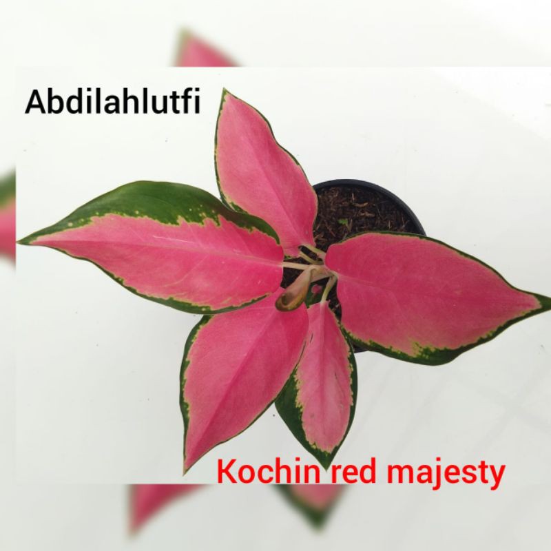 aglaonema cantik red majesty