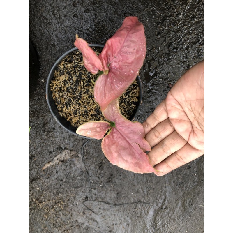 syngonium pink perfection