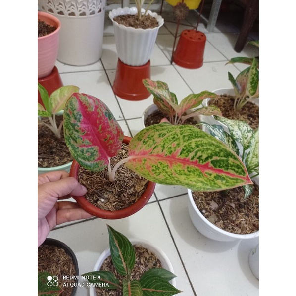 aglonema mahasety