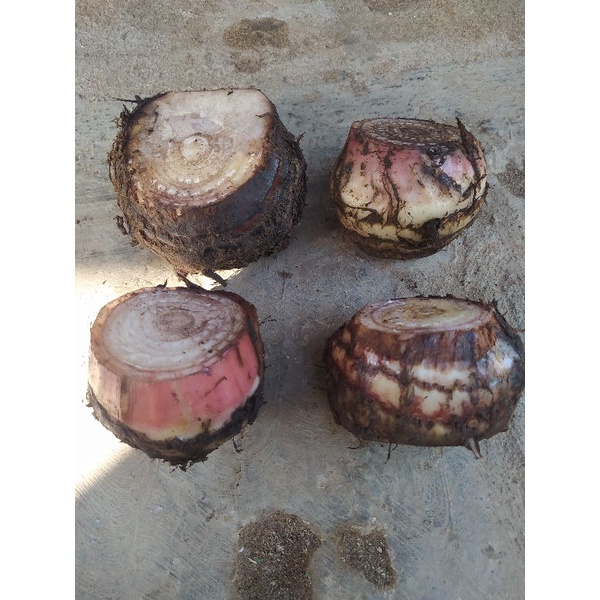 Shopritz Bibit Bonggol Pisang Cavendish Asli