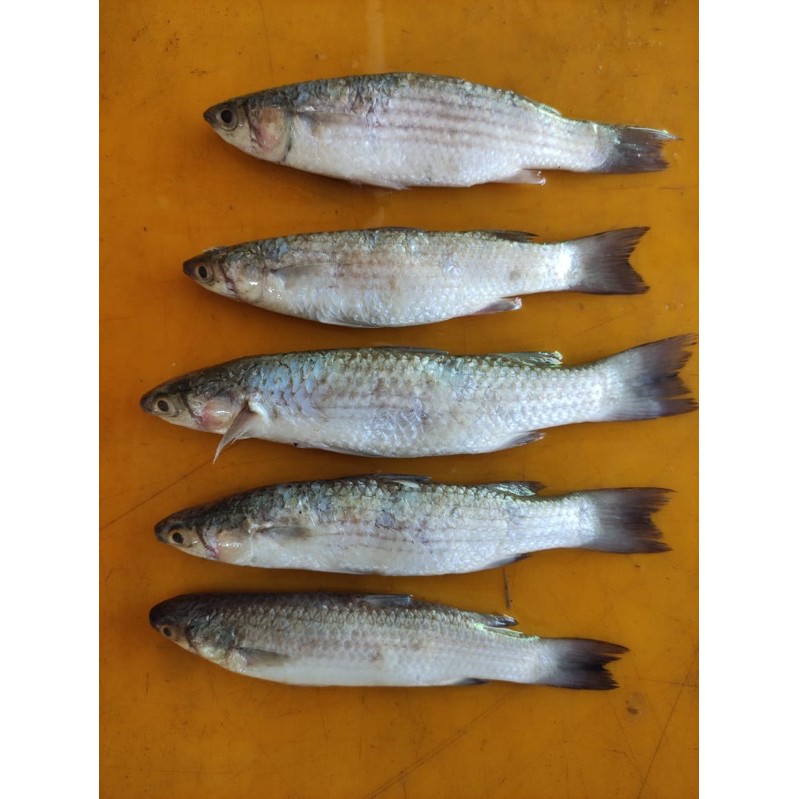 

IKAN ASIN BELANAK 250gr