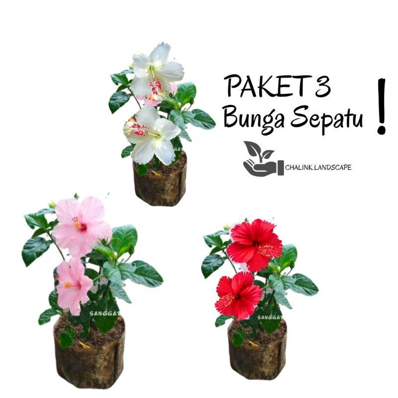 Paket 3 bunga sepatu bunga tumpuk