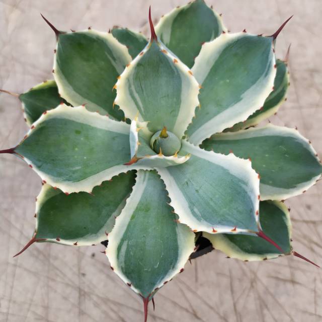Agave kishokan