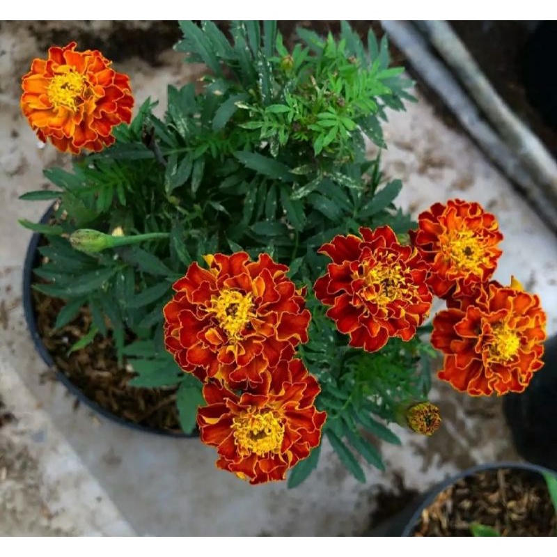 TANAMAN BABY MARIGOLD