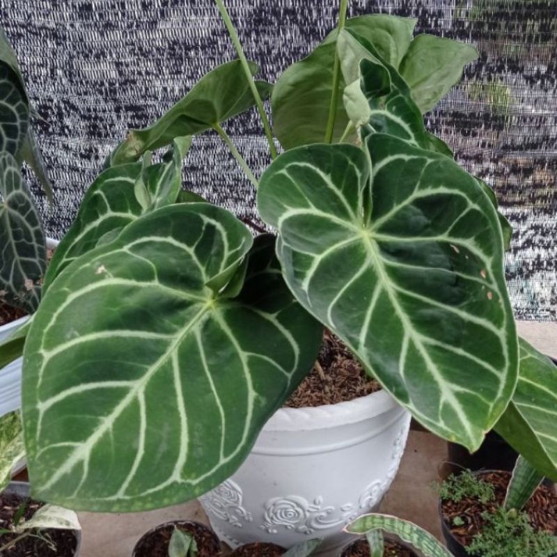 Bibit Kuping Gajah Mangkok - Kuping Gajah Dorayaki Hybrid -Bibit Anthurium Mangkok - Bibit Anthurium