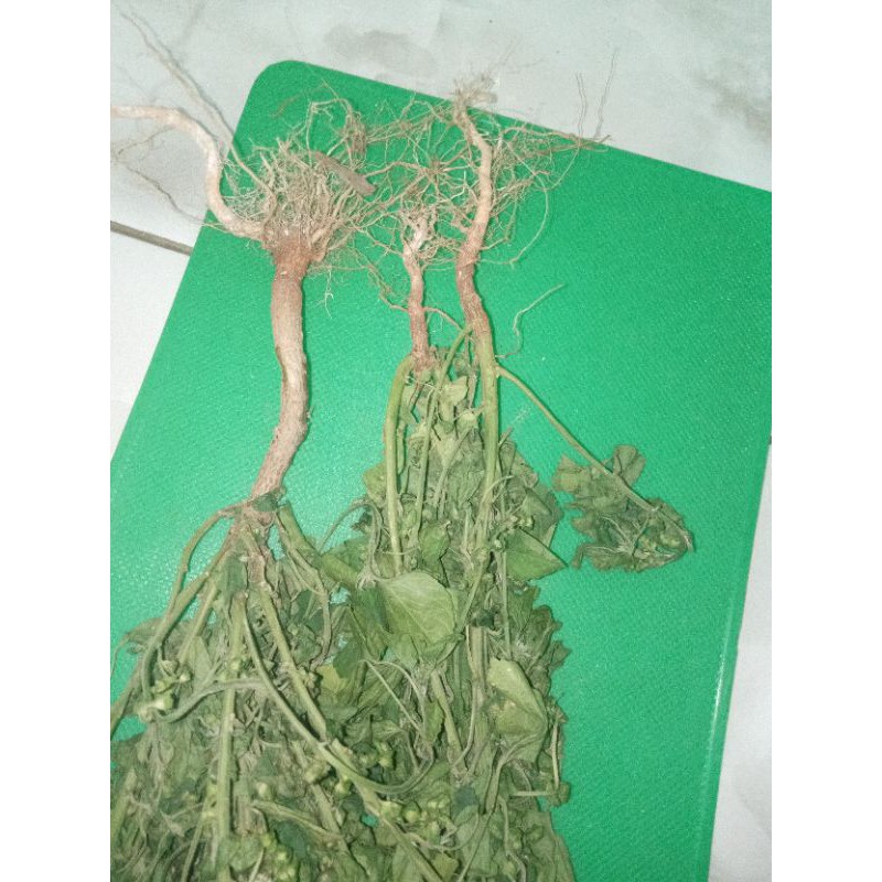 Akar Anting Anting Kucing
