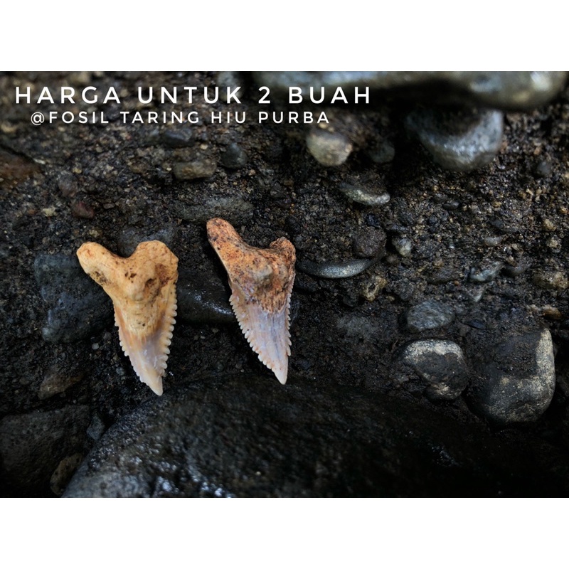 Fosil Taring Hiu Purba H23 atau Fosil Gigi Hiu Langka atau Fosil Megalodon