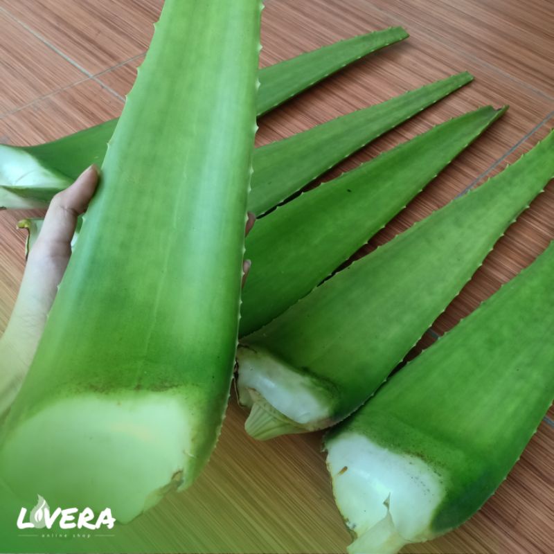 

(BUY 6 GET 1 FREE) Pelepah Lidah Buaya ALAMI. 100% ORGANIK BEBAS PESTISIDA | Aloe vera leaf organic | Lovera.id