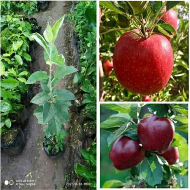 Bibit buah apel merah jenis anna atau apel malang-0