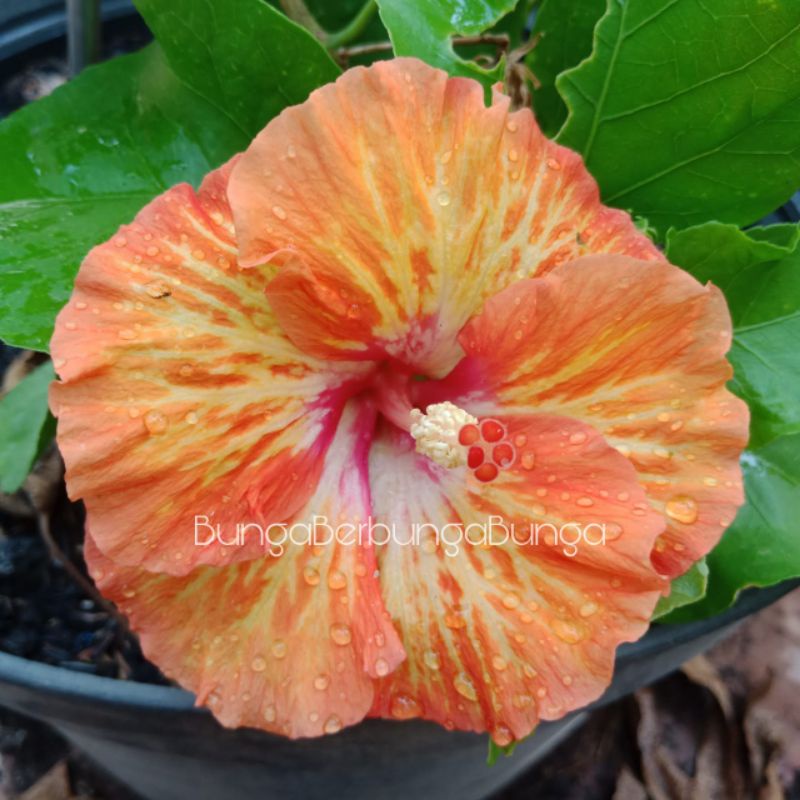 bibit bunga sepatu hibiscus bangkok Orange mosaic