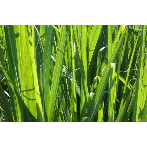 

[PROMO] Daun Tebu Segar 100 gram