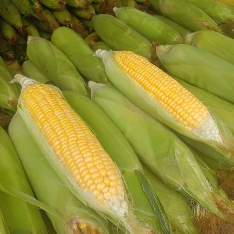 

Jagung manis mentah
