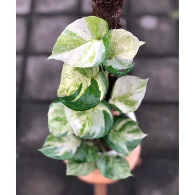 Tanaman Hias Sirih Manjula | Manjula Photos Epipremnum Sirih Manjula Ekonomis Murah Tanaman Merambat