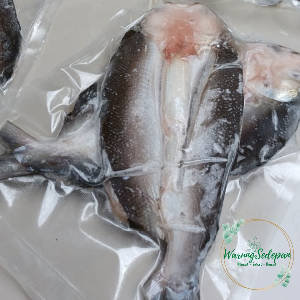 

Ikan Bandeng Cabut Duri Ikan Bandeng Mentah Segar Siap Olah