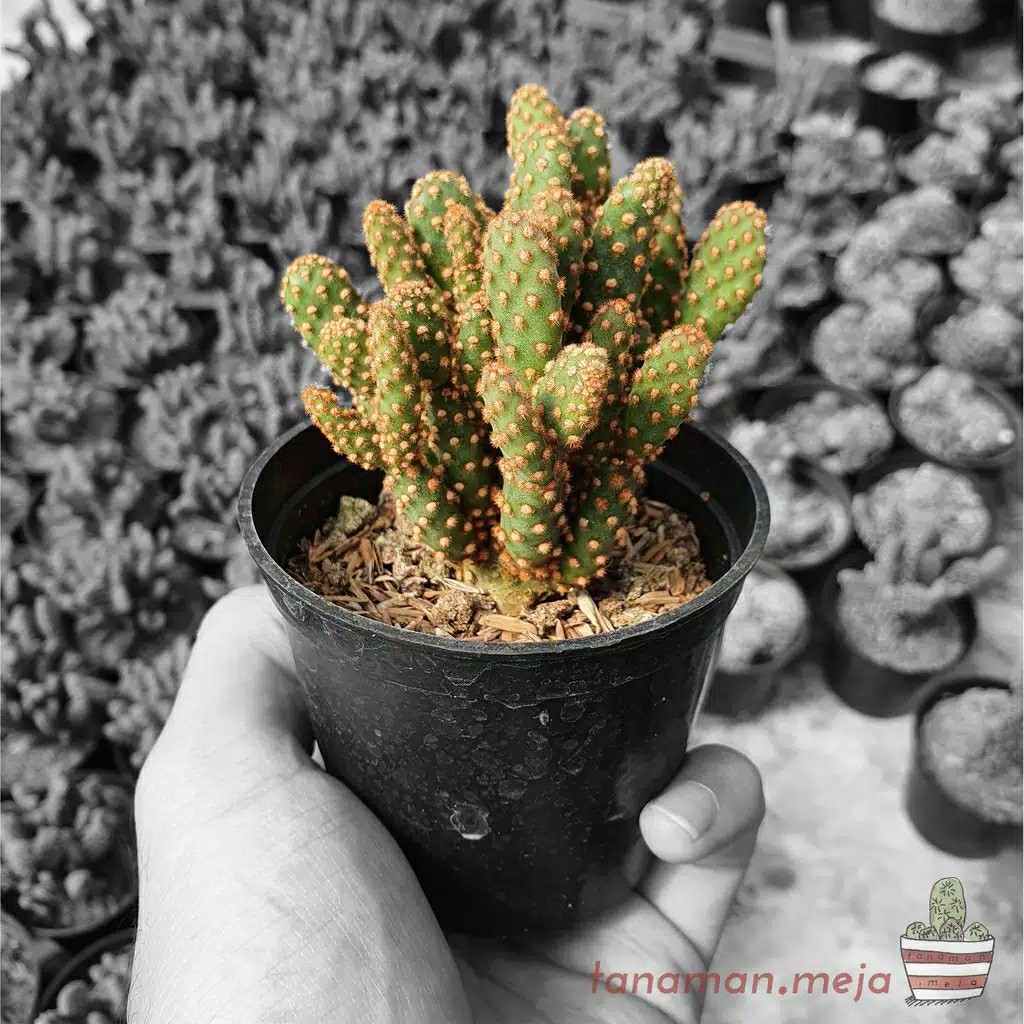 Sukulen Dan Kaktus Mini (opuntia Rufida Var. Monstruosa)