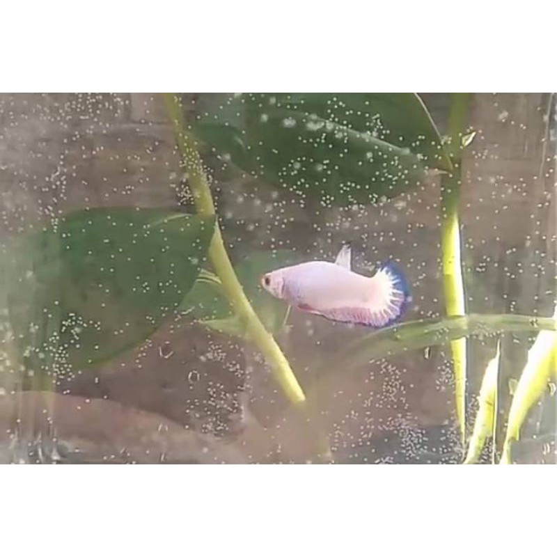 Blue Rim Flamingo Female