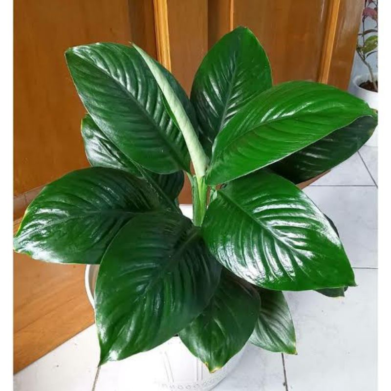 peace lyly gayen/ bangkok besar