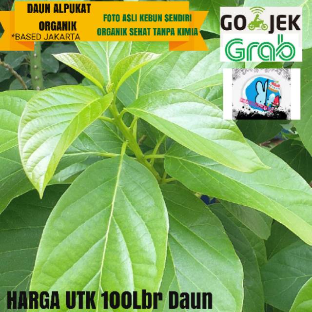 

DAUN ALPUKAT ORGANIK 100Lbr SEGAR