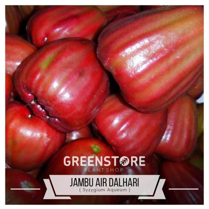 Bibit Tanaman Bibit Jambu Air Dalhari