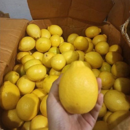 Jeruk Lemon California 1 BUAH Ukuran kecil