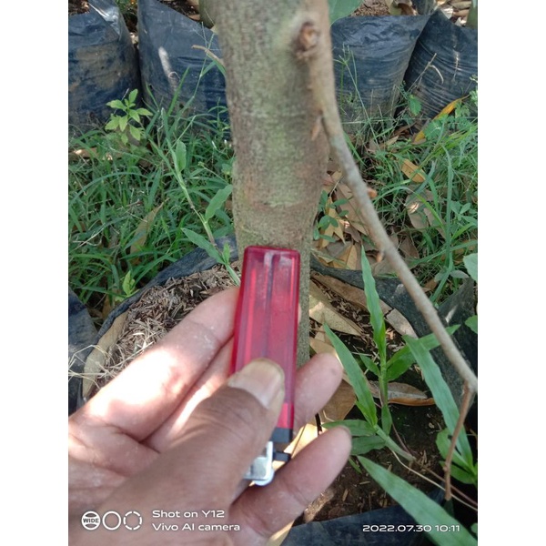 BIBIT DURIAN MUSANGKING / BAWOR BATANG SUPER TINGGI 2 METER