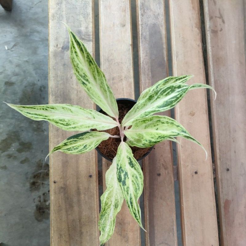 aglonema white sunset