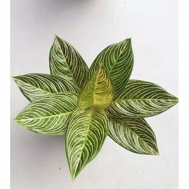 bonggol aglonema golden hope