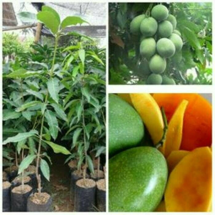 Bibit Mangga madu cepat berbuah