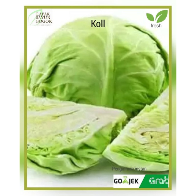 

kol putih segar kubis sayur sayuran bogor