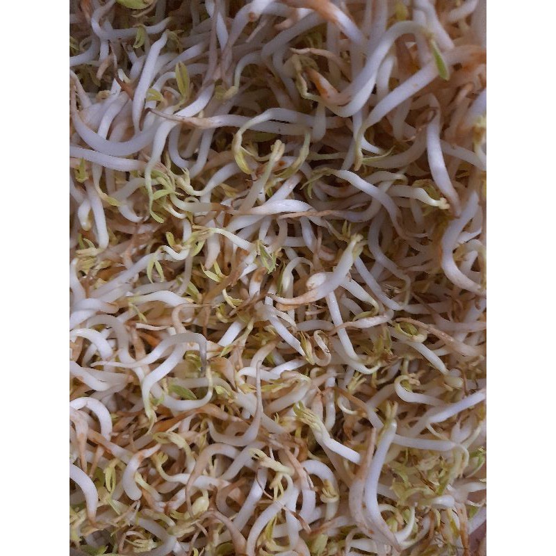 

tauge / toge segar 100 gr