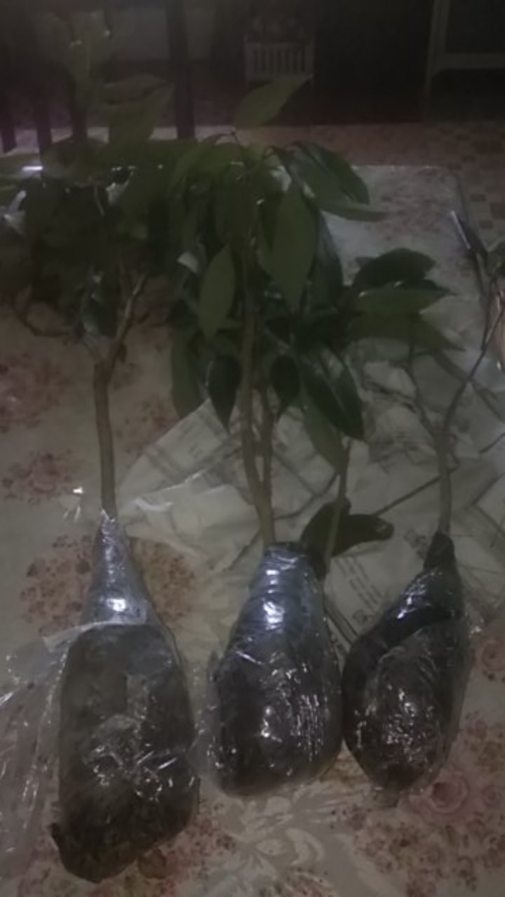 Bibit Tanaman Buah Kesemek Super