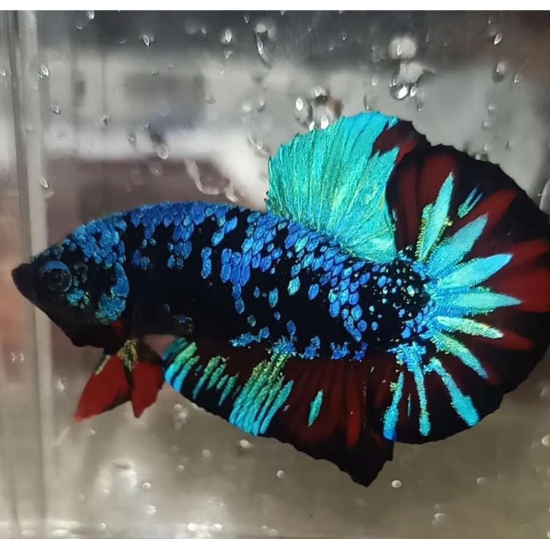 BETTA/CUPANG BAHAN AVATAR KALIMAYA