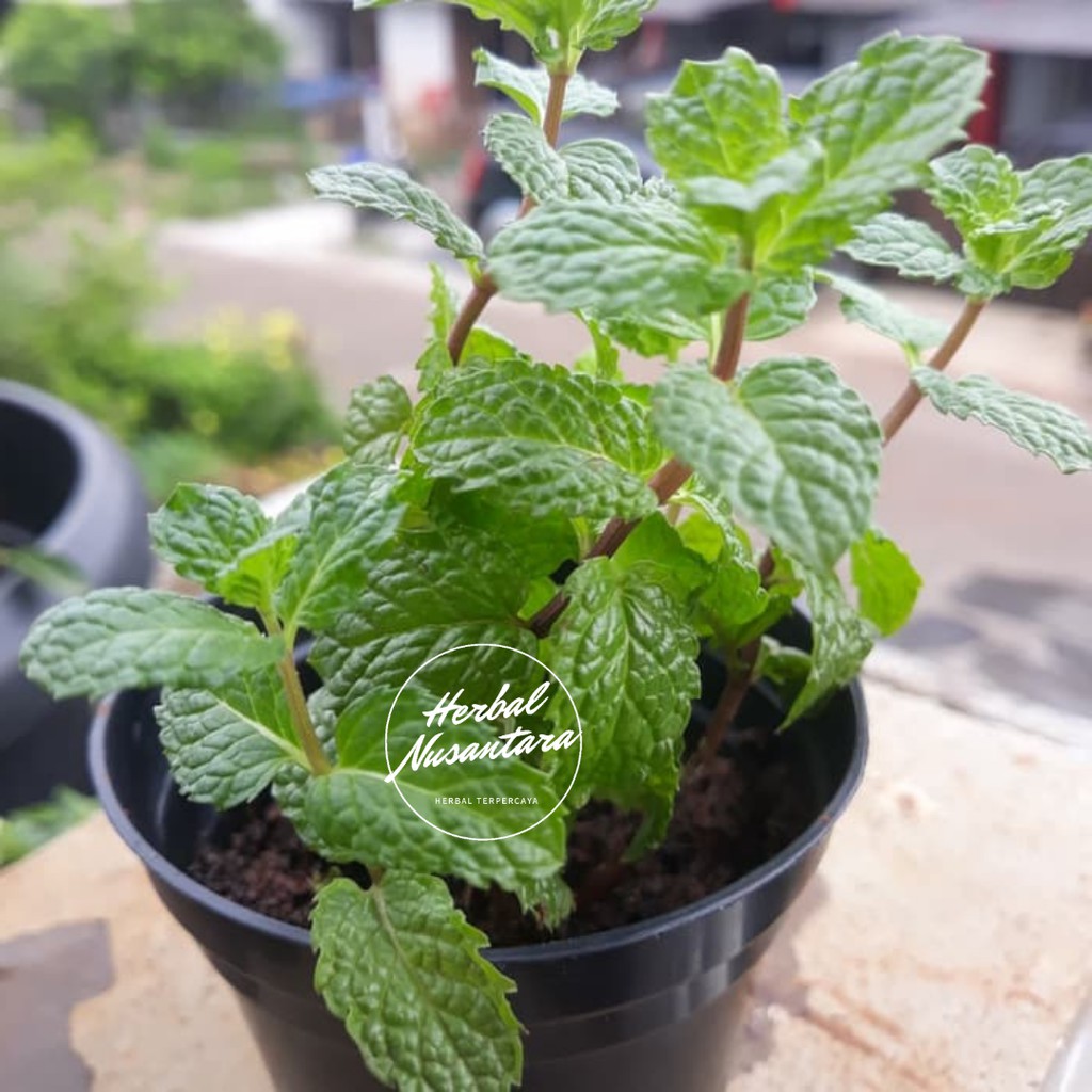 Jual Promo Bibit Tanaman Daun Mint Peppermint Spearmint Menthol