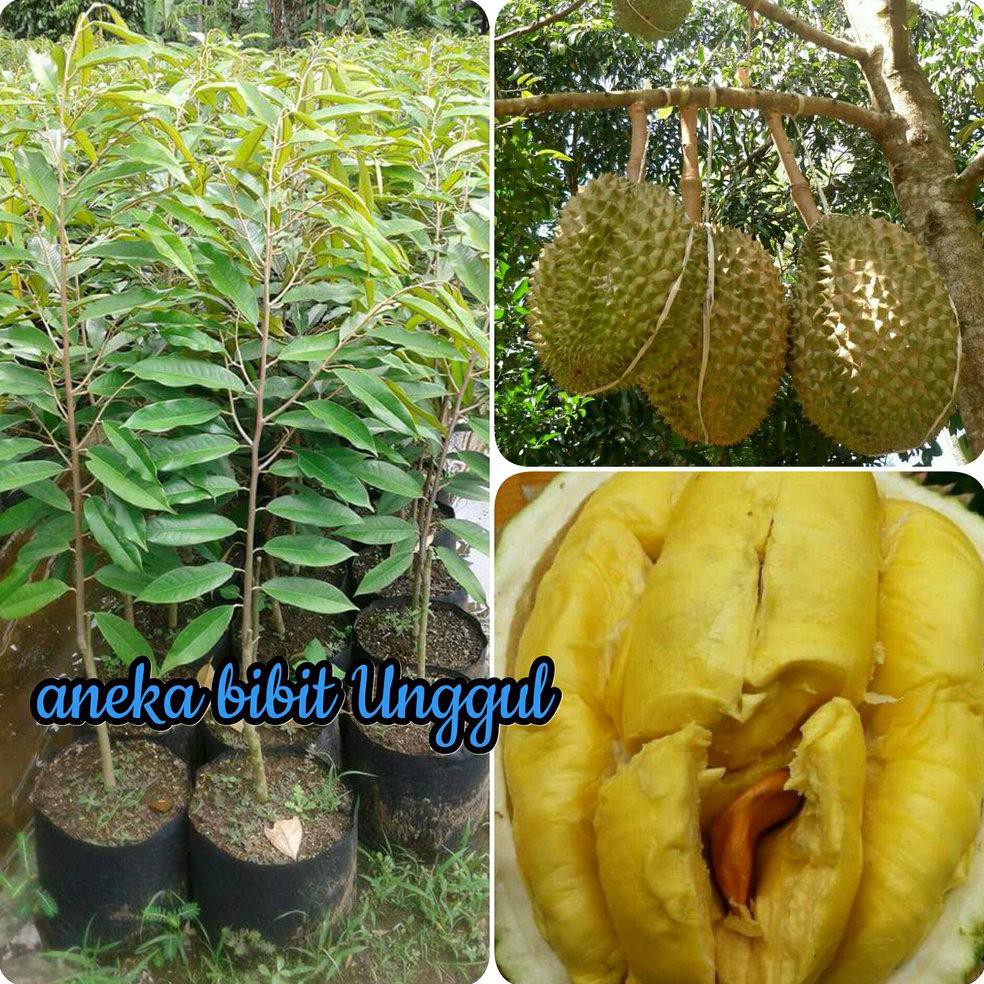 Dm2018 Bibit Durian Musangking Musang King Super Durian Malaysia Nh1