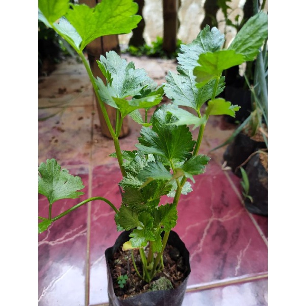 Bibit Pohon Seledri - Seledri/Tanaman Daun Seledri