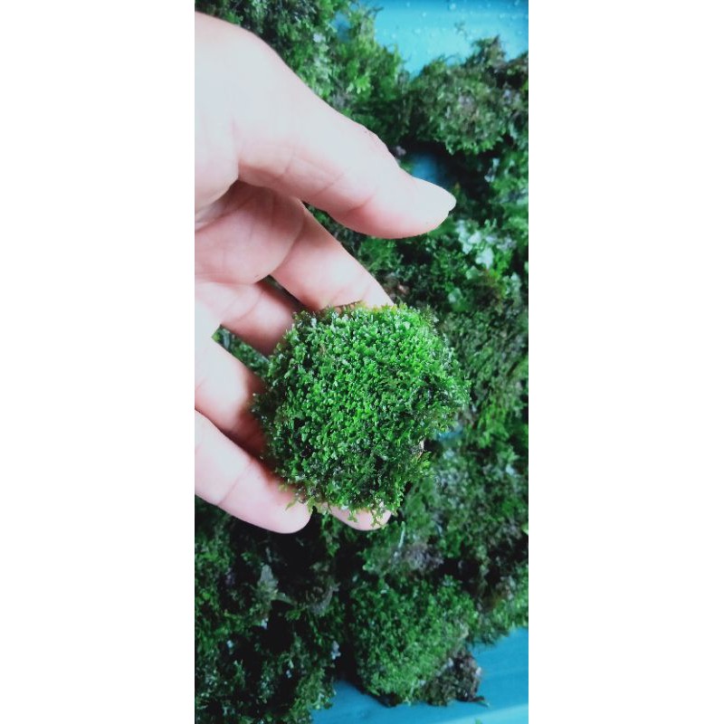 Ricardia moss permika