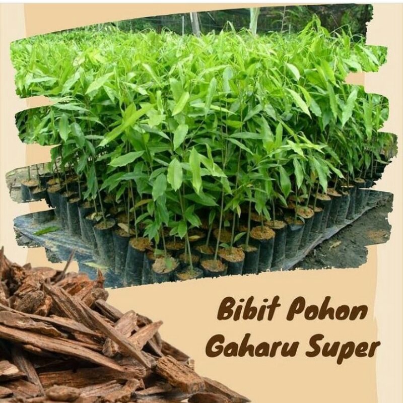 Bibit Tanaman Kayu Gaharu Super