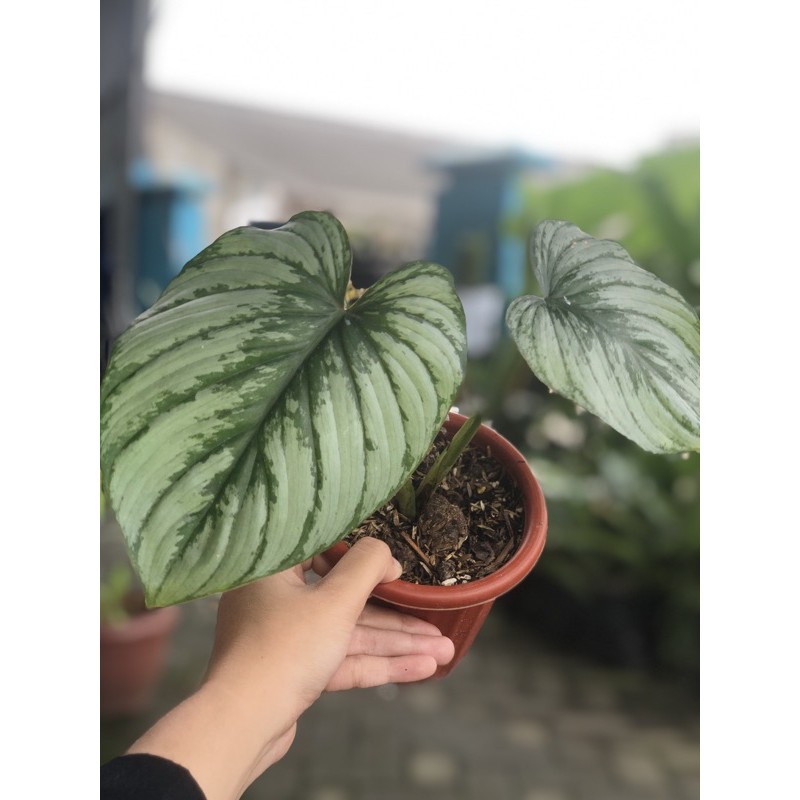 SOLD OUT philo mameii/ philodendron mameii silvercloud/ philodendron silver cloud