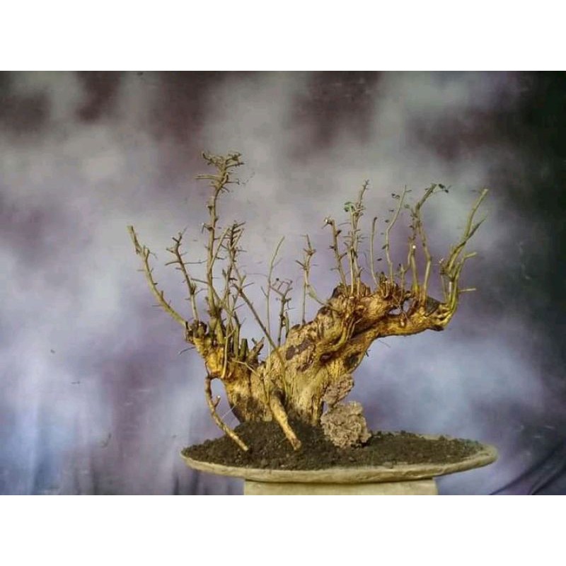 BAHAN BONSAI SERUT RAFF DUNGKELAN BESAR 25k