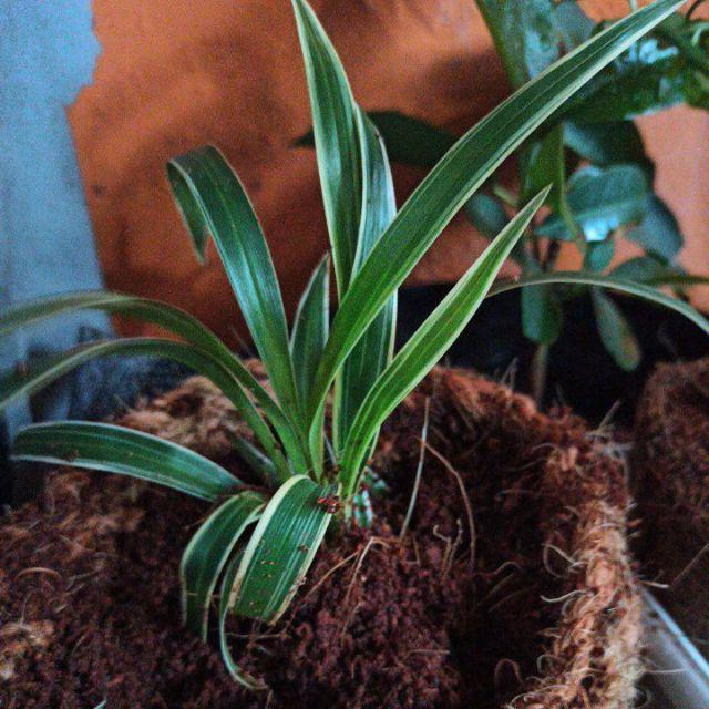 New Produck!! Tanaman Hias Sansivera Moons Shine - Manolin Silver