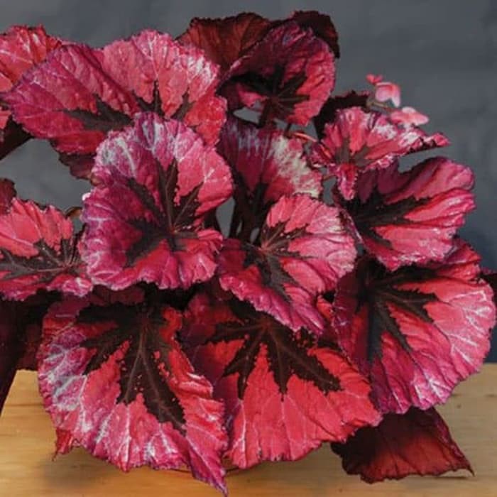 Bunga Begonia Pelangi Merah Begonia Rex Raspberry Torte Tanaman Hias Indoor Dan Teduh Shopee Indonesia