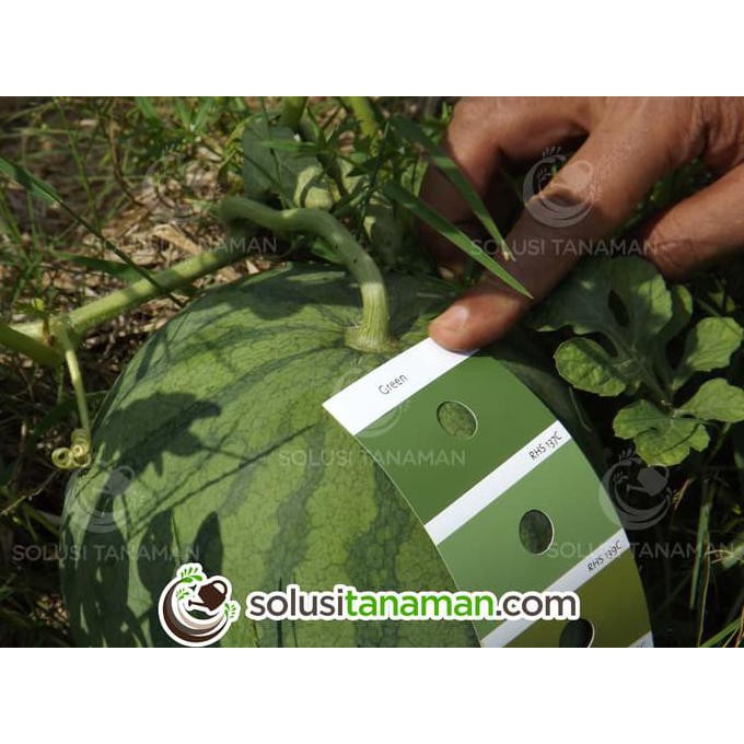 Product Benih Buah Semangka Tanpa /Non Biji @20G Biji Bibit Tanaman Hidroponik Super