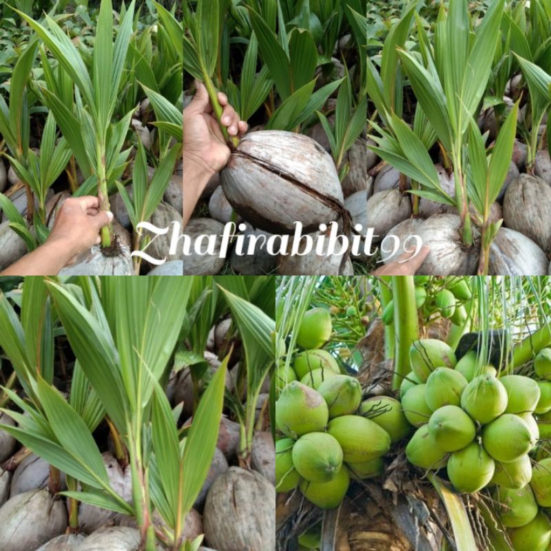 Bibit Kelapa Hibrida Unggul